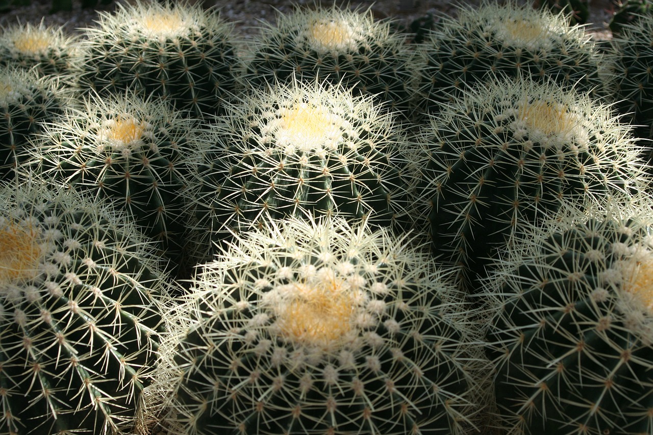 Image - cactus arboretum jeju island