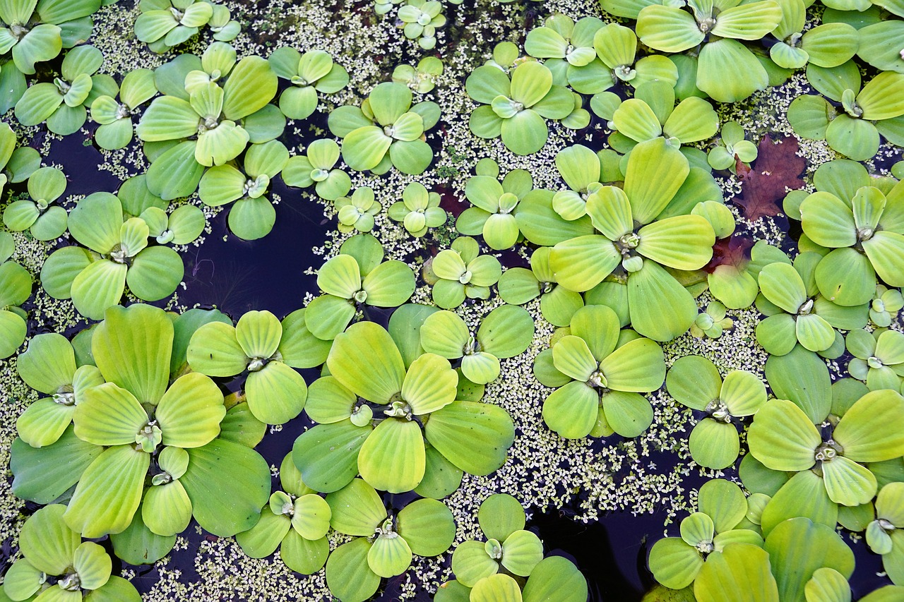 Image - water plant pond botanical garden