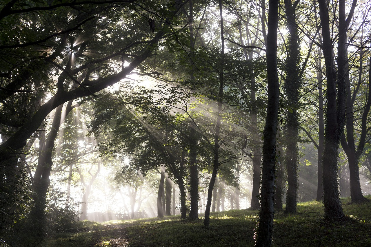 Image - forest undergrowth ray of sunshine