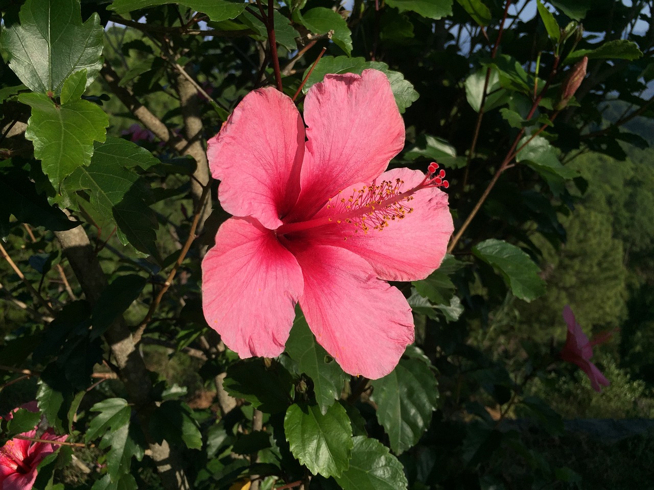 Image - ibiscus flower nature