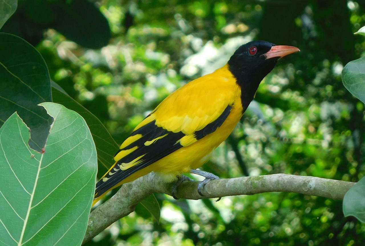 Image - bird oriole beauty