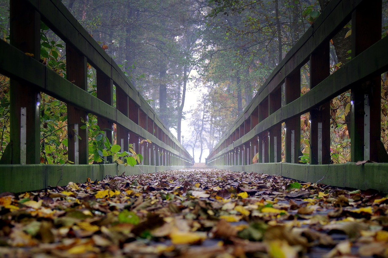 Image - bridge wooden the fog foliage