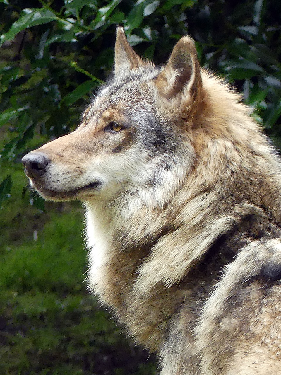 Image - wolf zoo european wolf