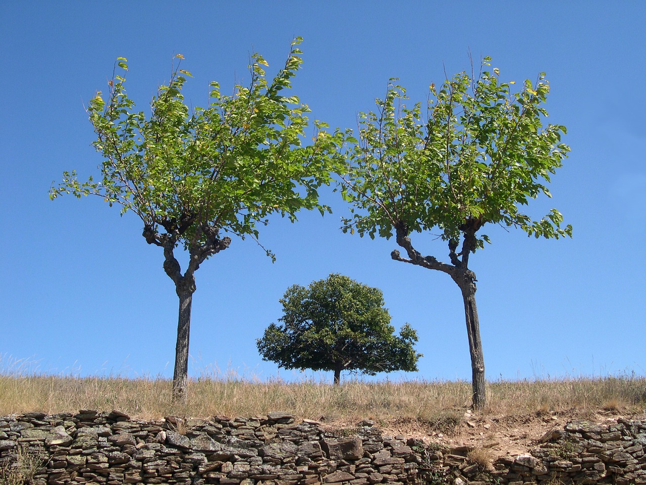 Image - tree symmetry ardèche