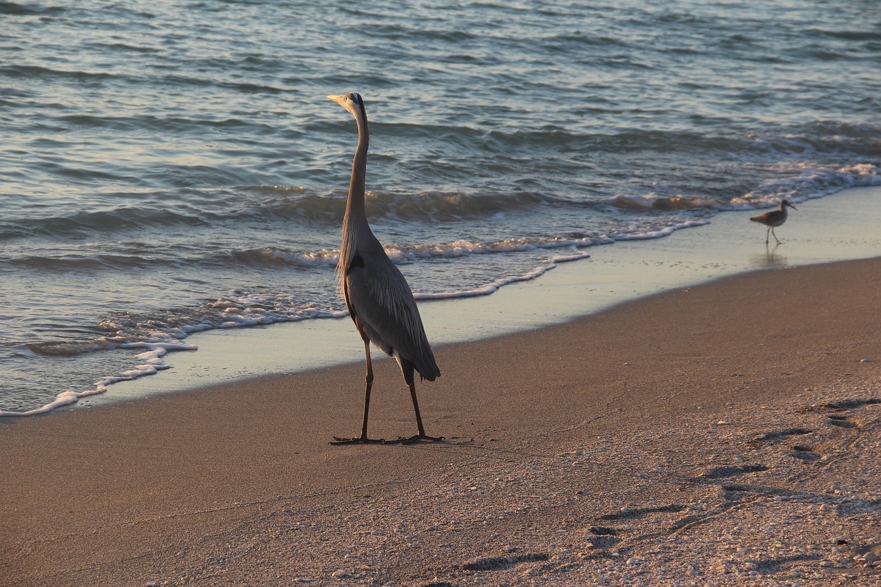 Image - beach sunset bird water sea