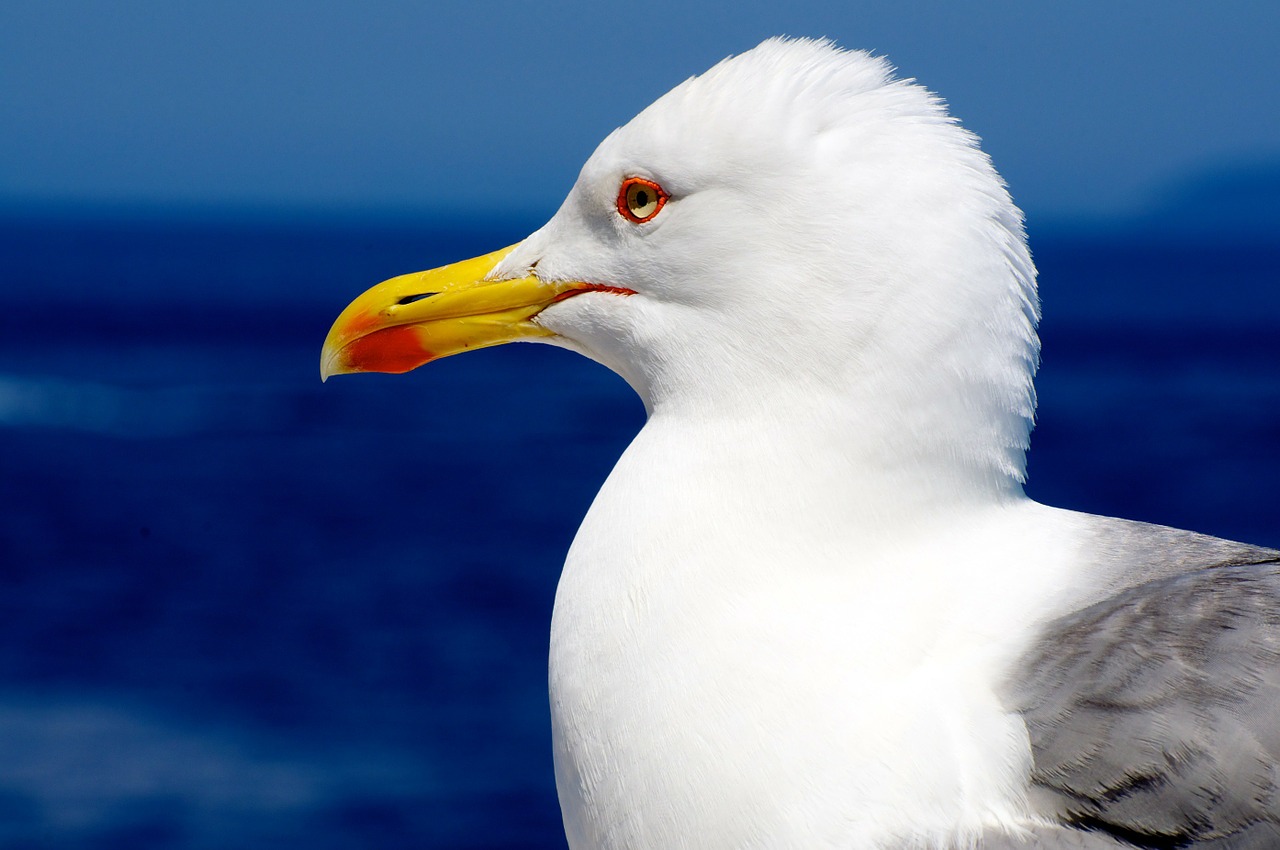 Image - seagull gabbiano bird fly animal