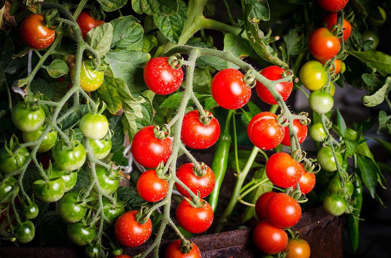 Image - tomato green vegetable organic red