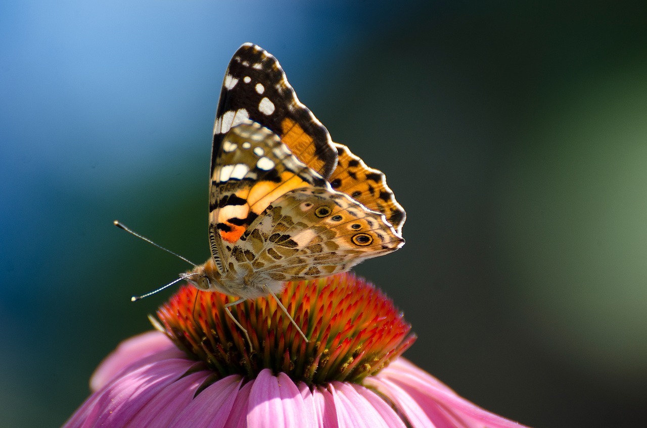 Image - butterfly animal macro insect