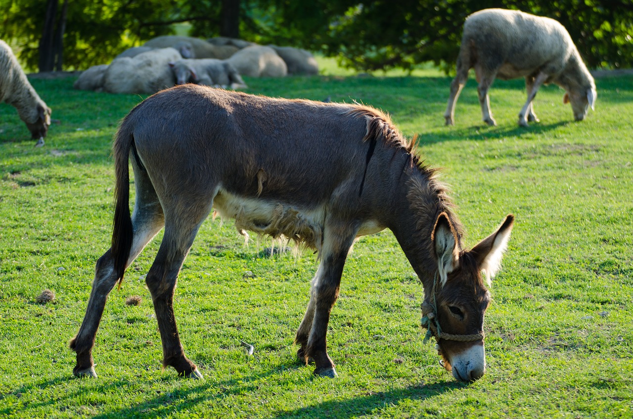 Image - donkey animal farm livestock horse