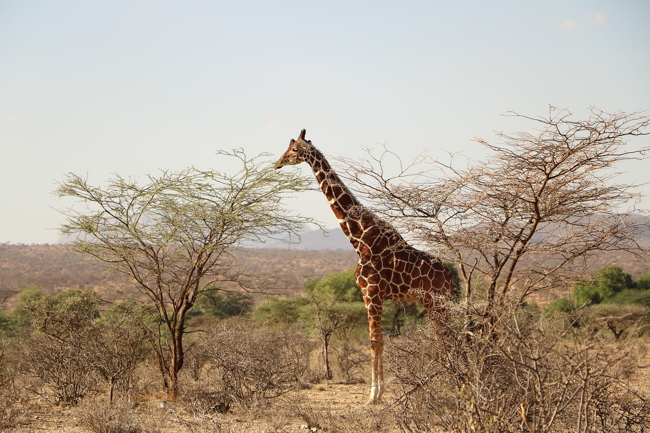 Image - giraffe safari animal wild