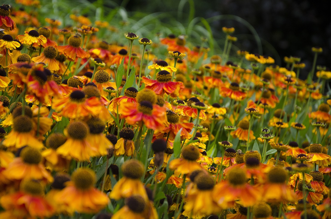 Image - flower rustic nature summer