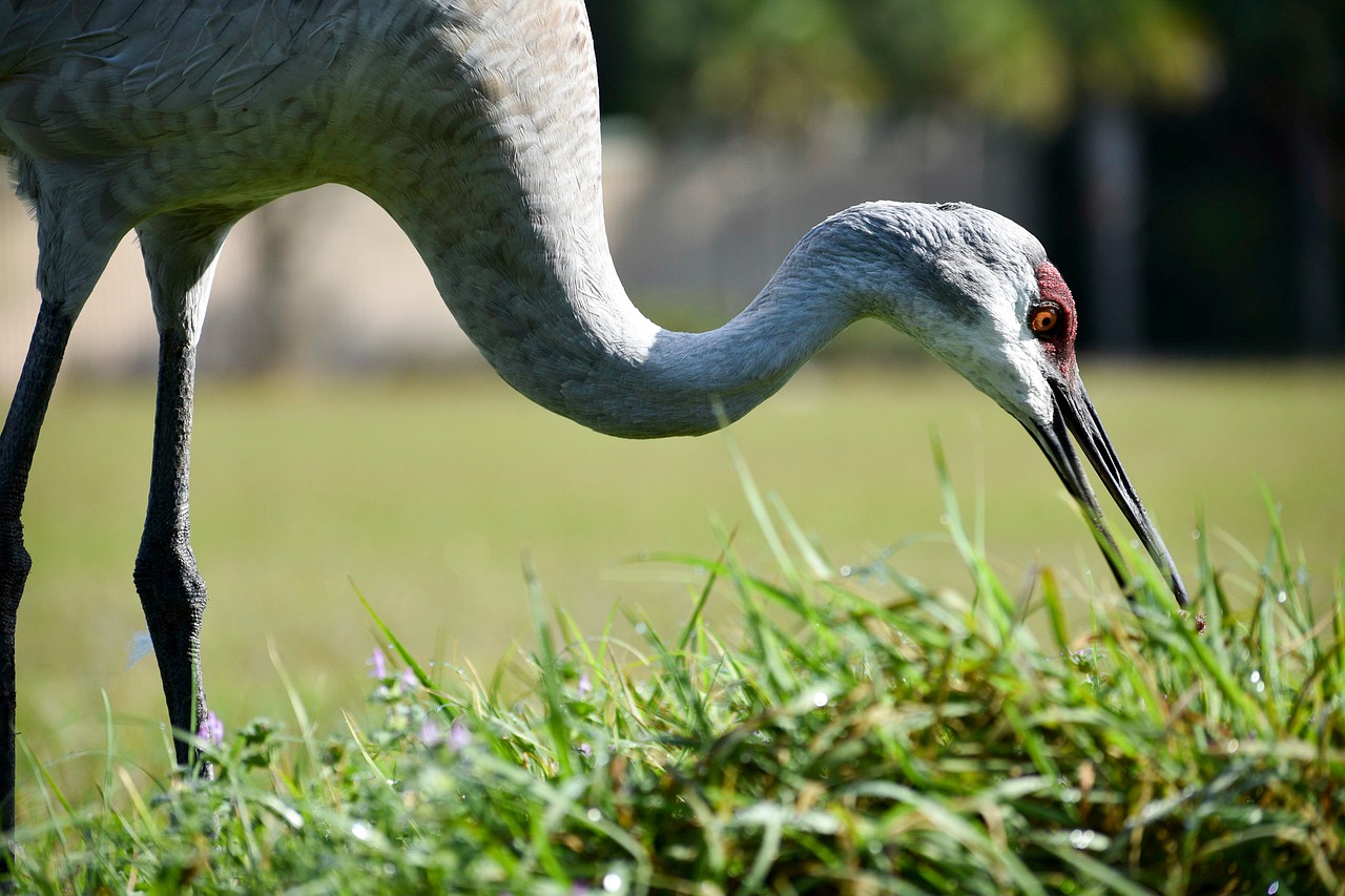 Image - birds crane sandhill crane nature