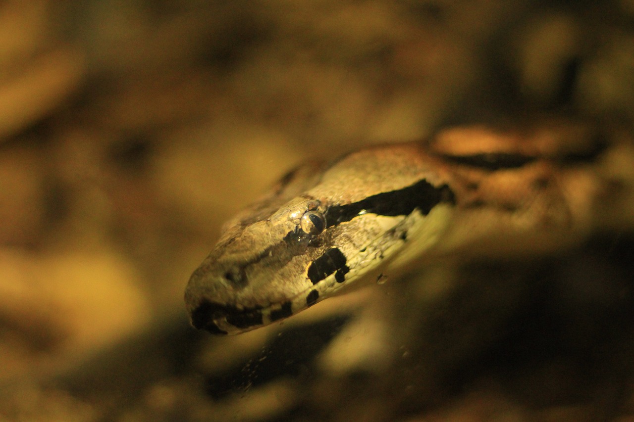 Image - snake zoo animal reptile toxic