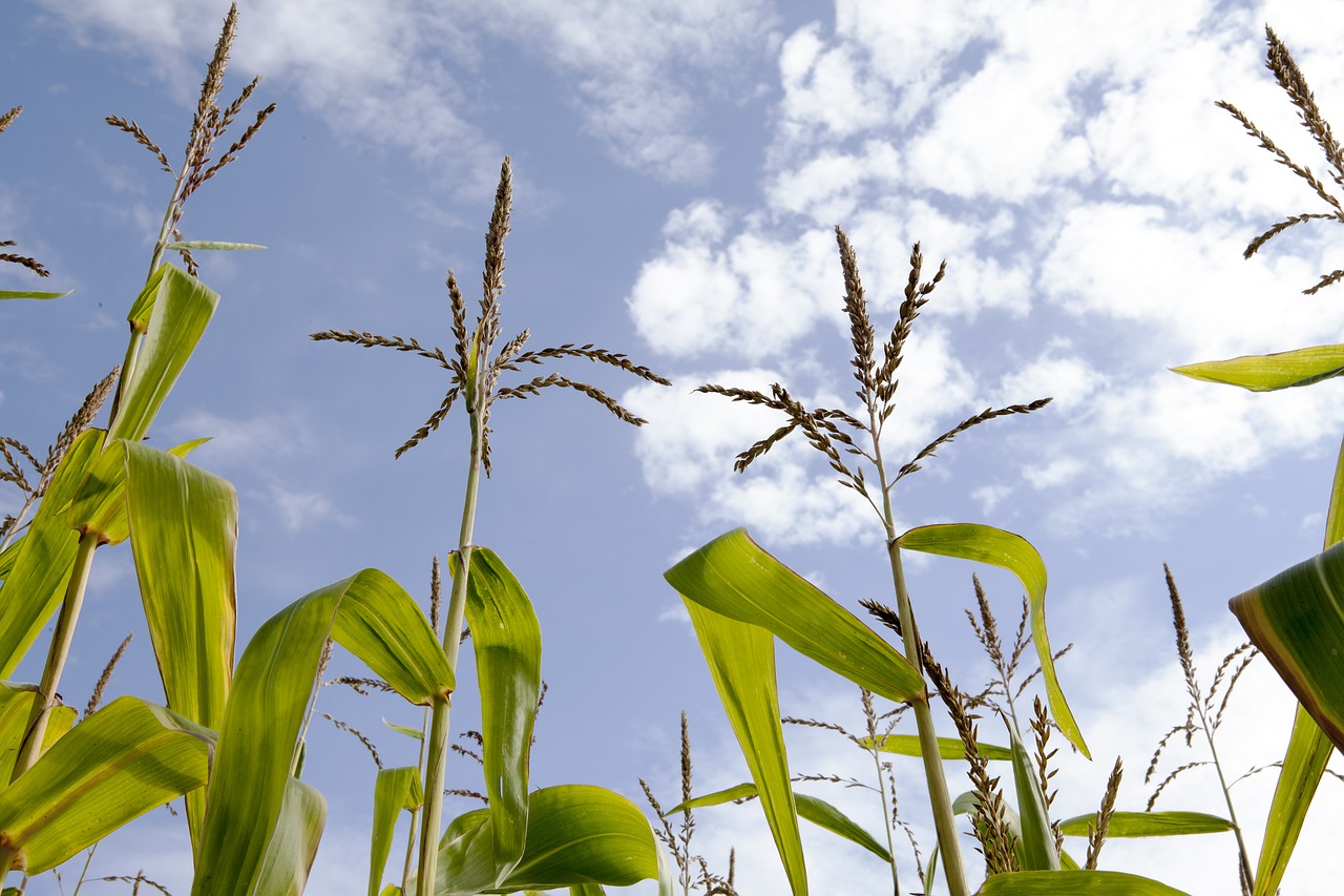 Image - corn corn field sky hdr