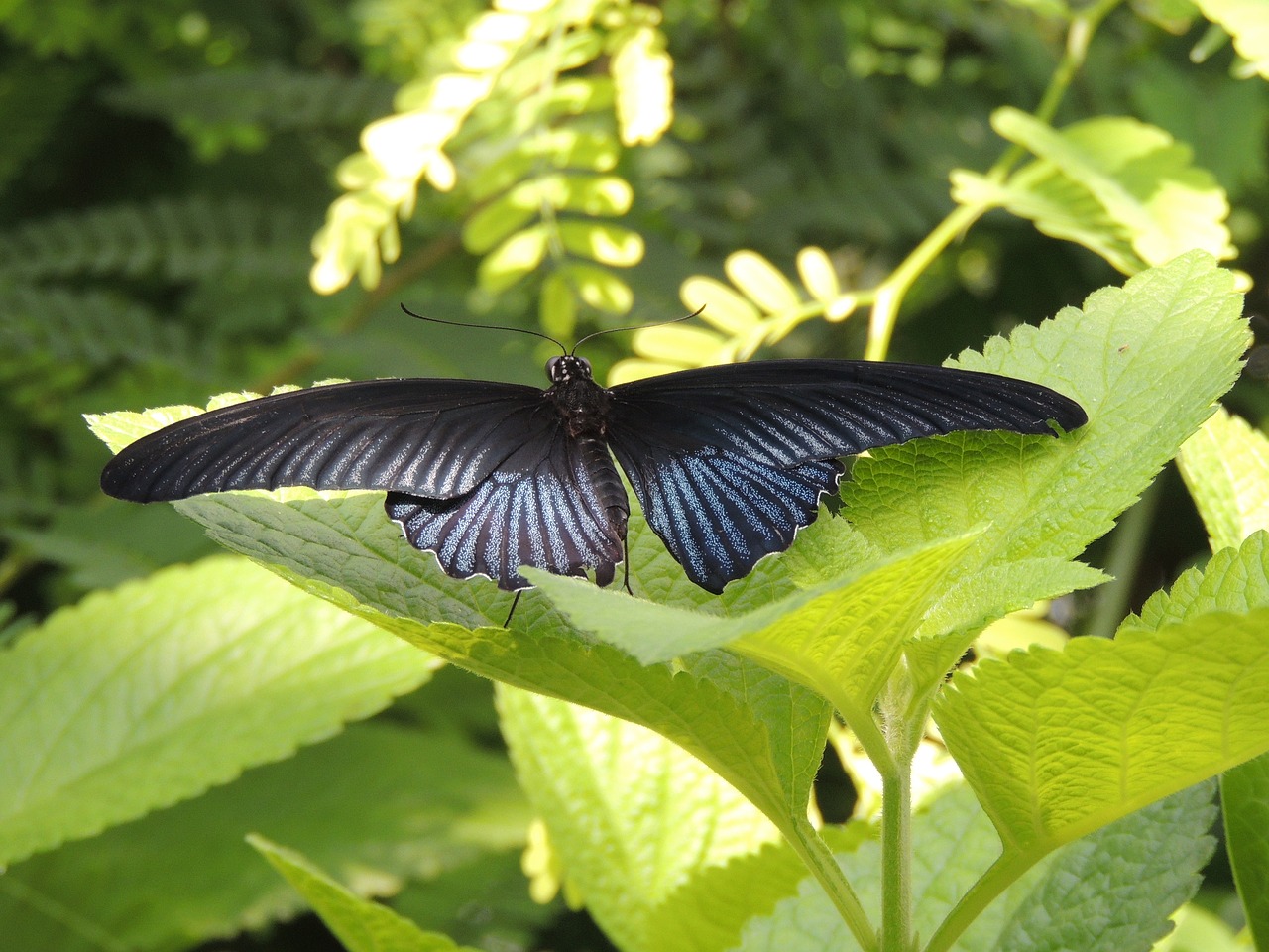 Image - butterfly nature close butterfy