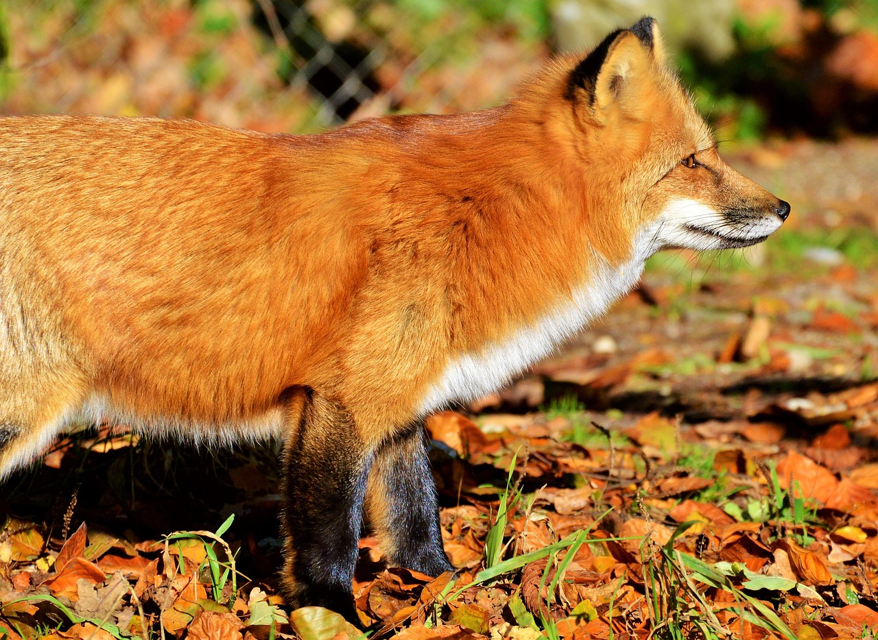 Image - fuchs red fox predator reddish fur