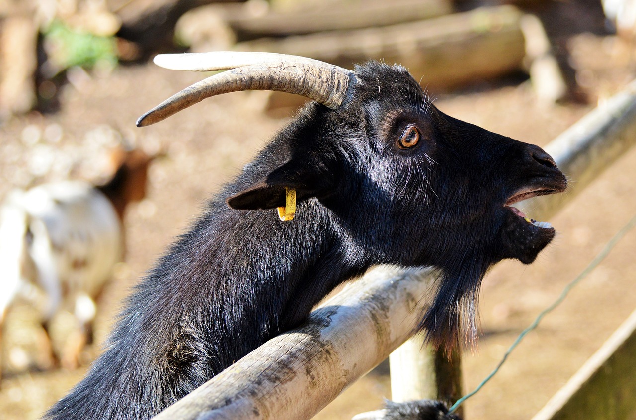 Image - goat livestock billy goat