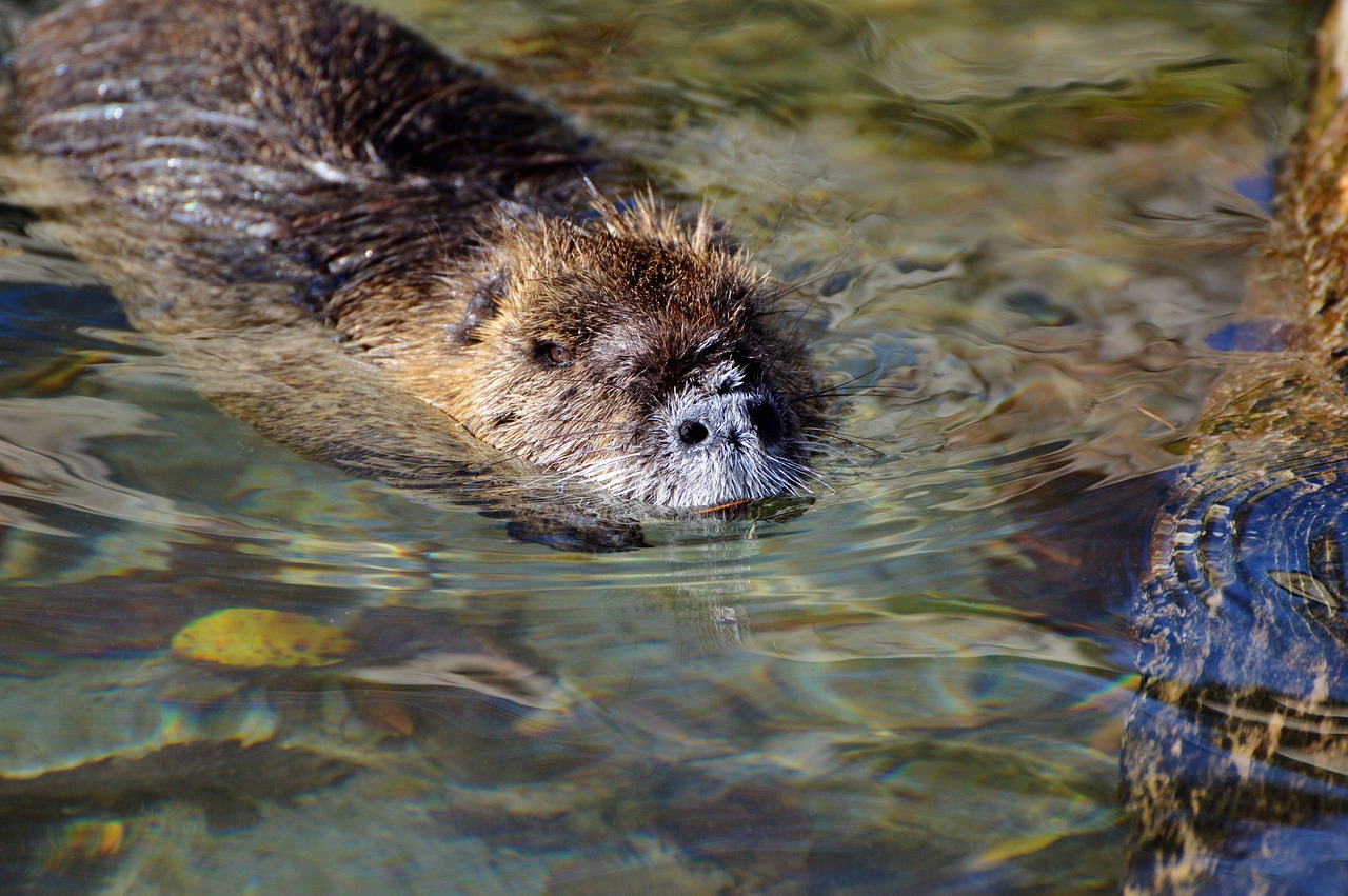 Image - nutria rodent water rat