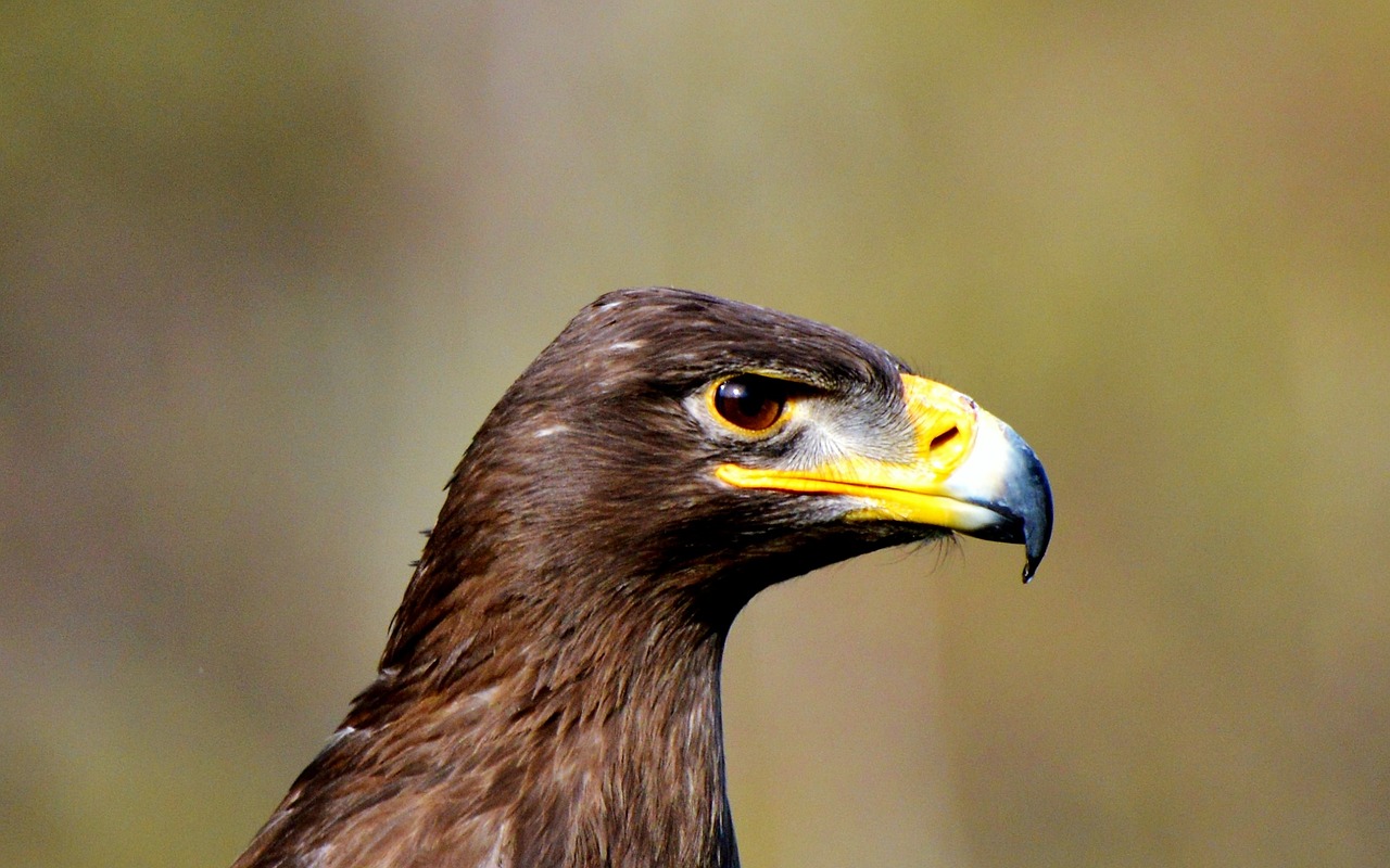 Image - adler bird of prey raptor bird