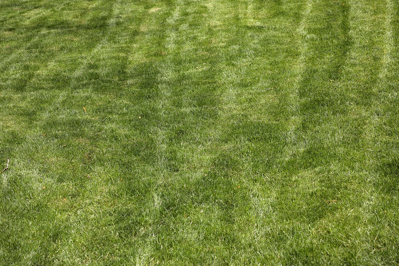 Image - grass terry texture detail shots