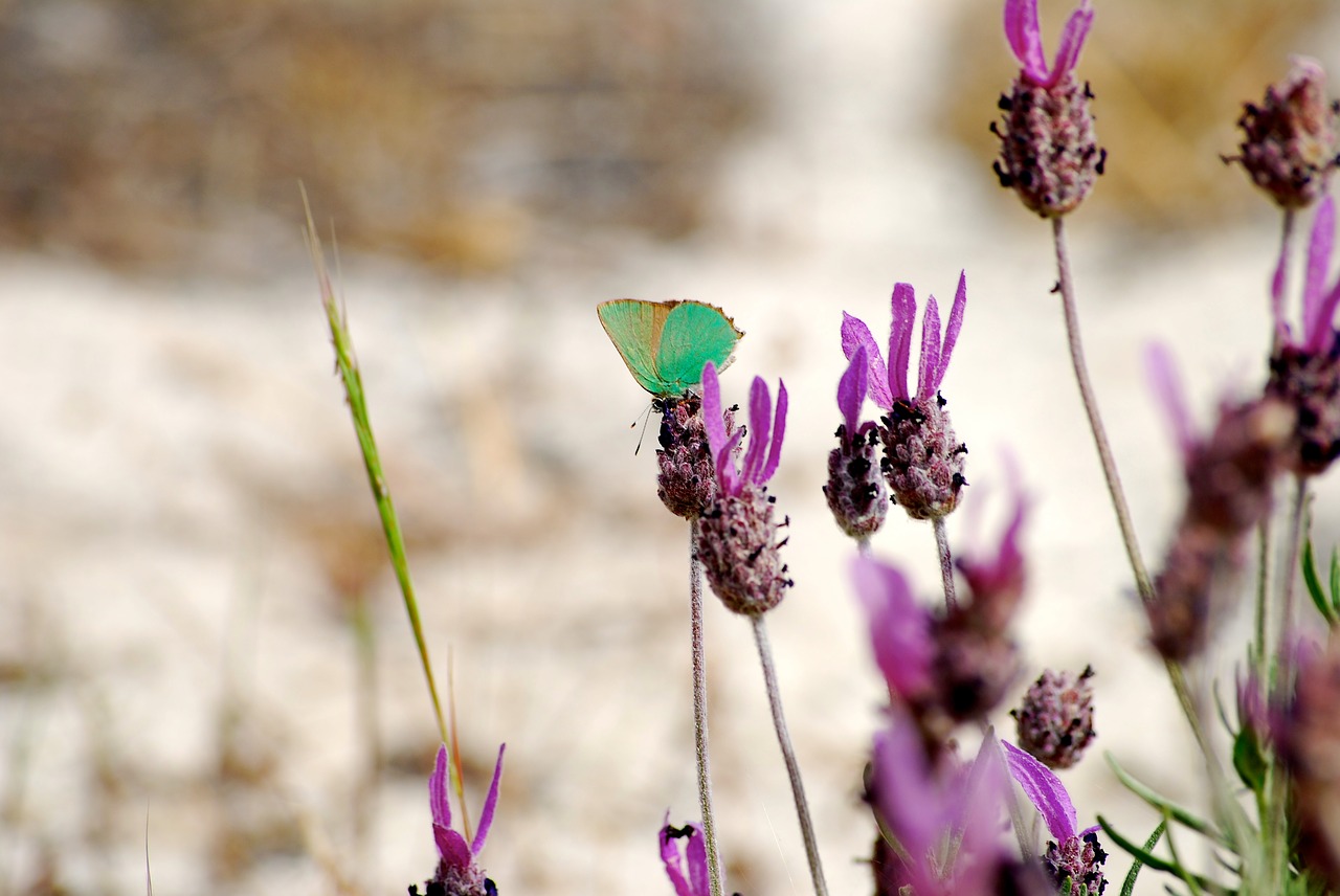 Image - butterfly flower senegal