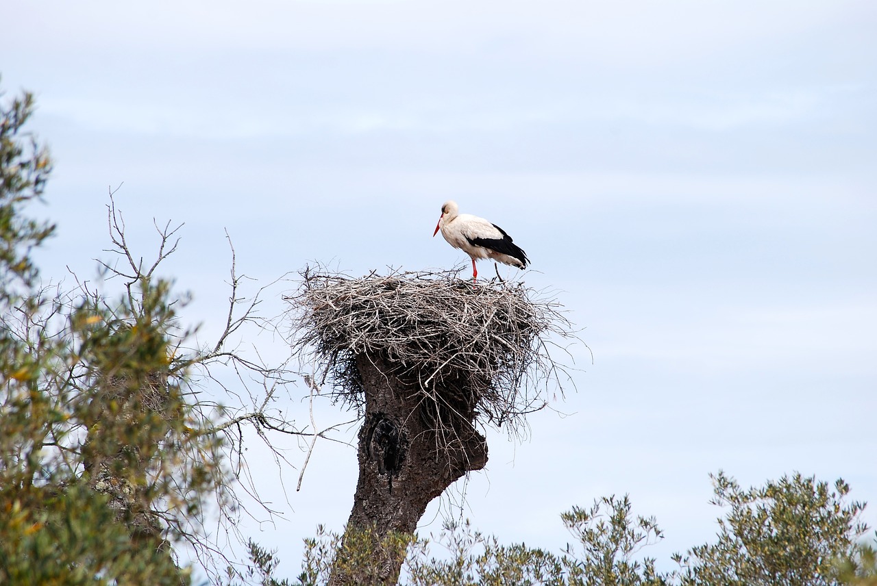 Image - stork bird alsace