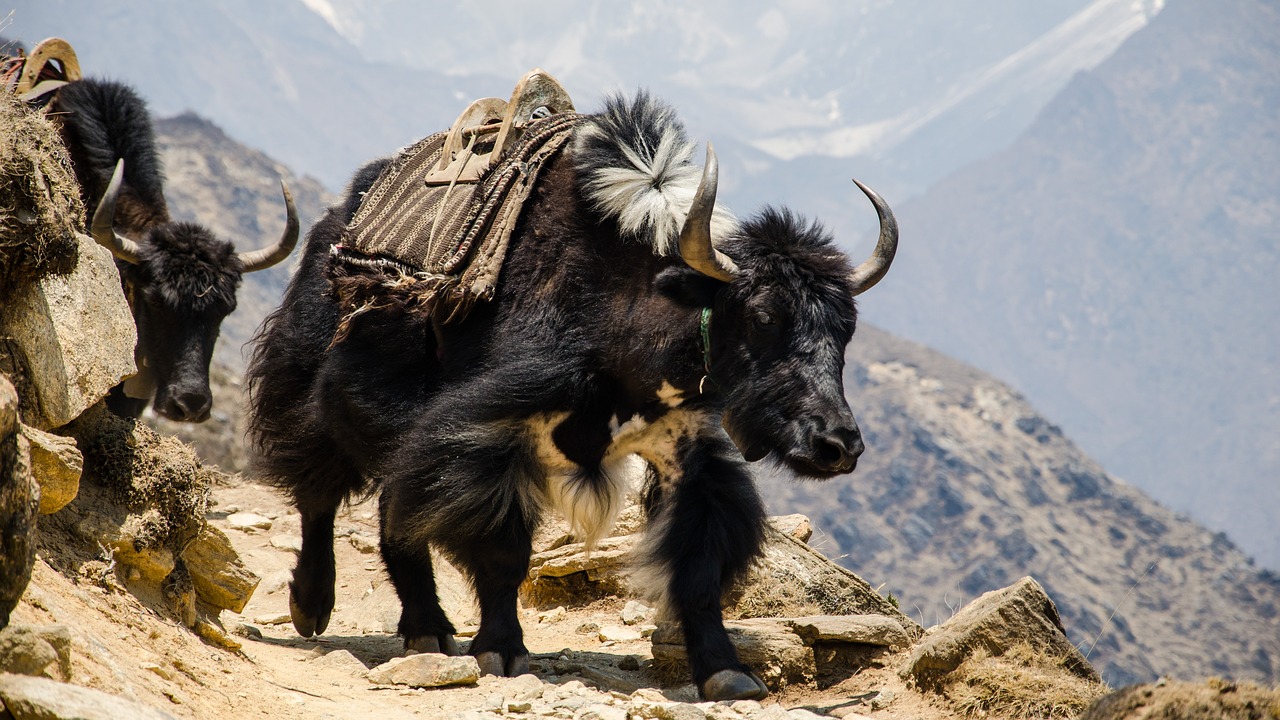 Image - nepal the himalayas hefty