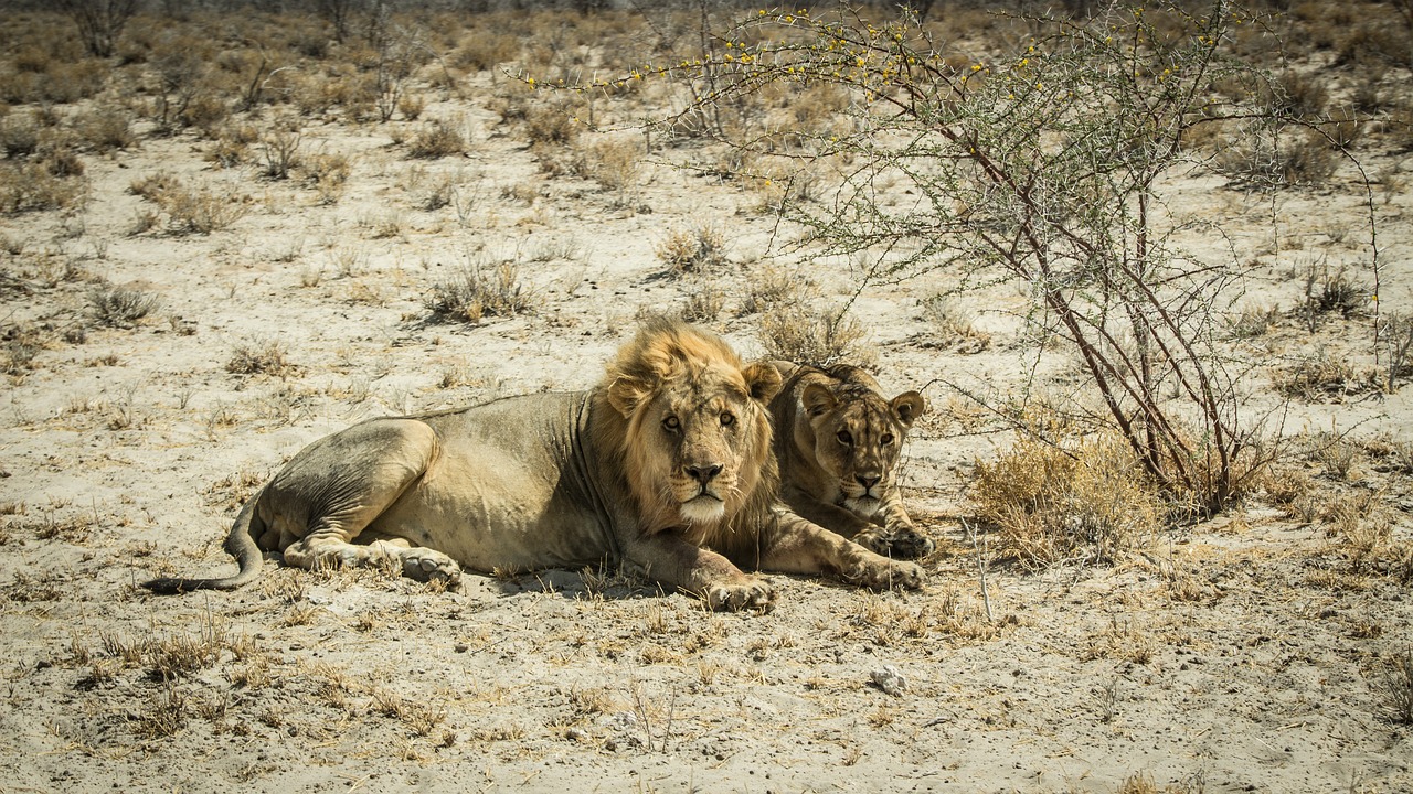 Image - namibia namib outdoors landscape