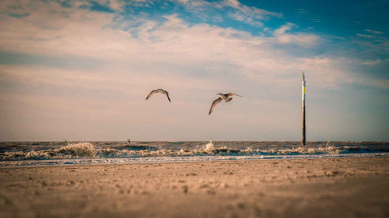 Image - seagull beach north sea coast