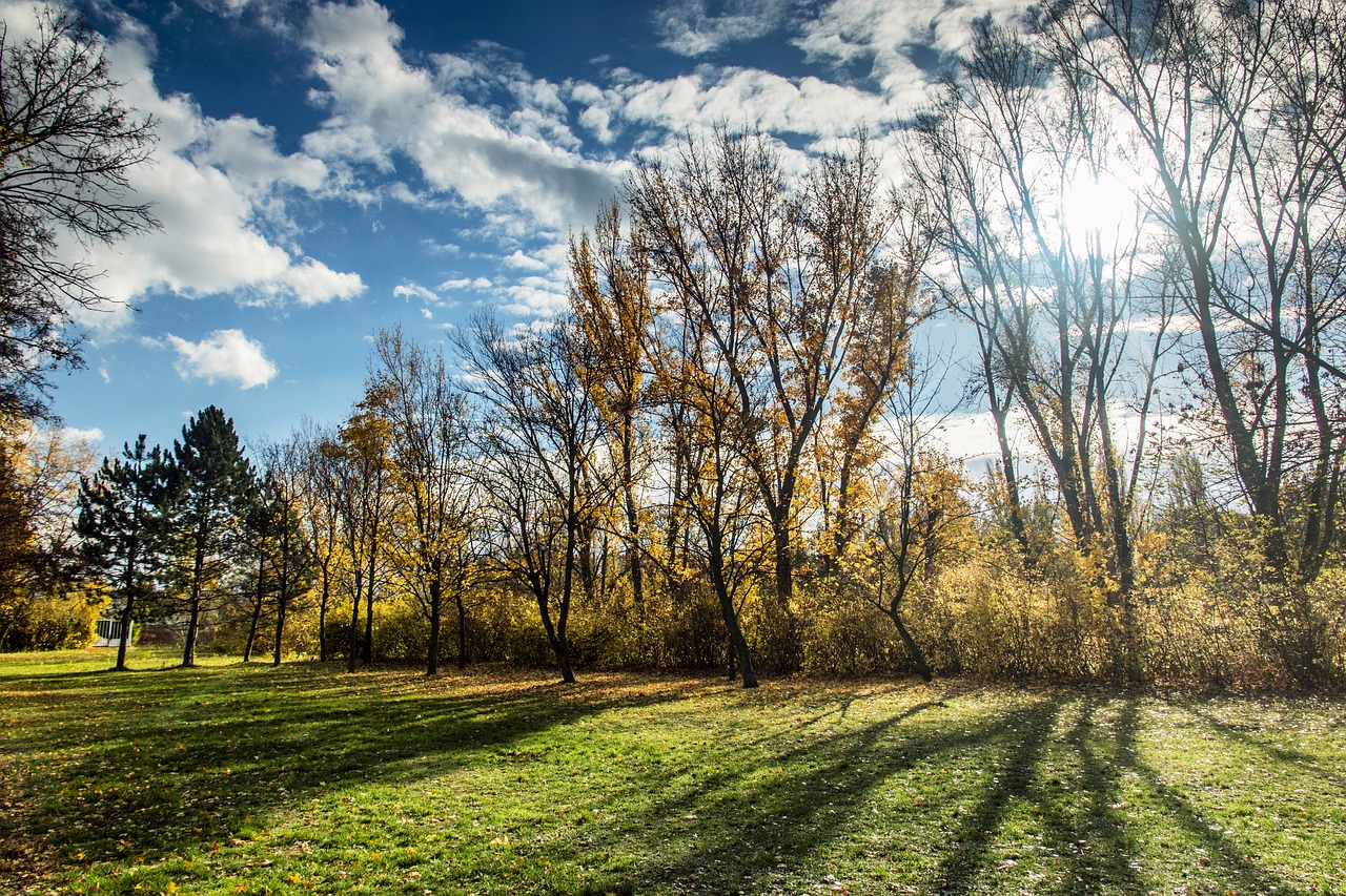 Image - trees nature autumn clouds shadow