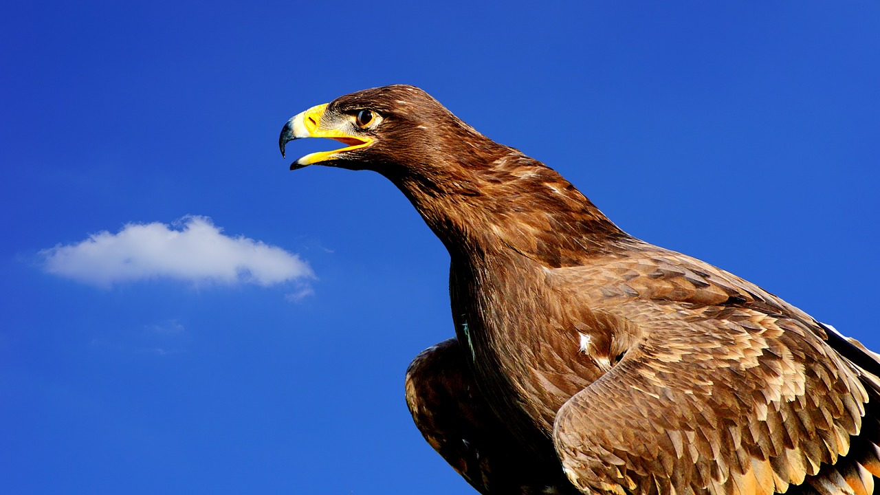 Image - adler bird of prey raptor bird