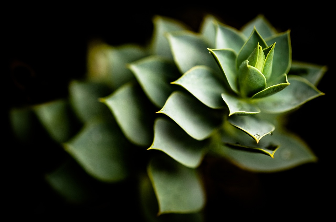 Image - aloe cactus plant flower