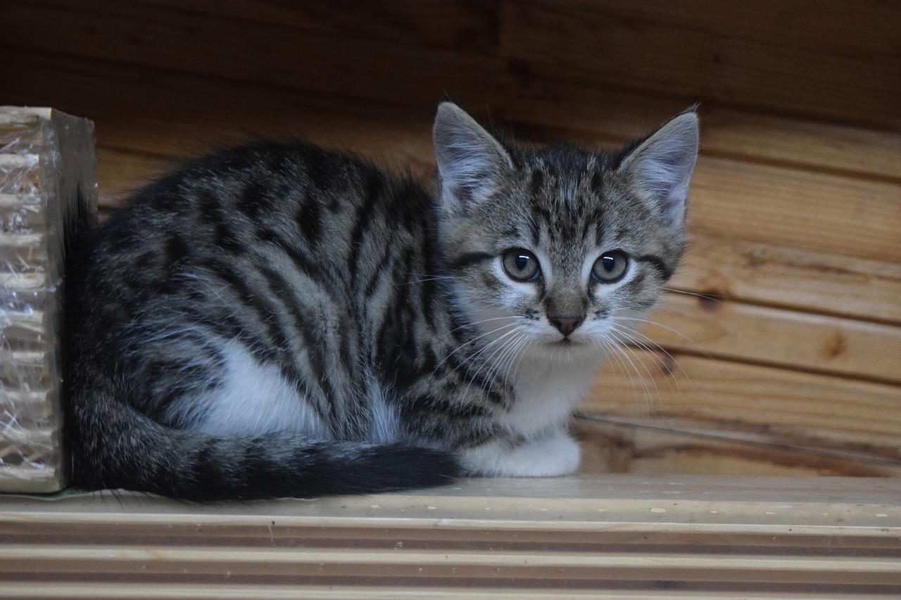 Image - cat domestic cat kitten young cat