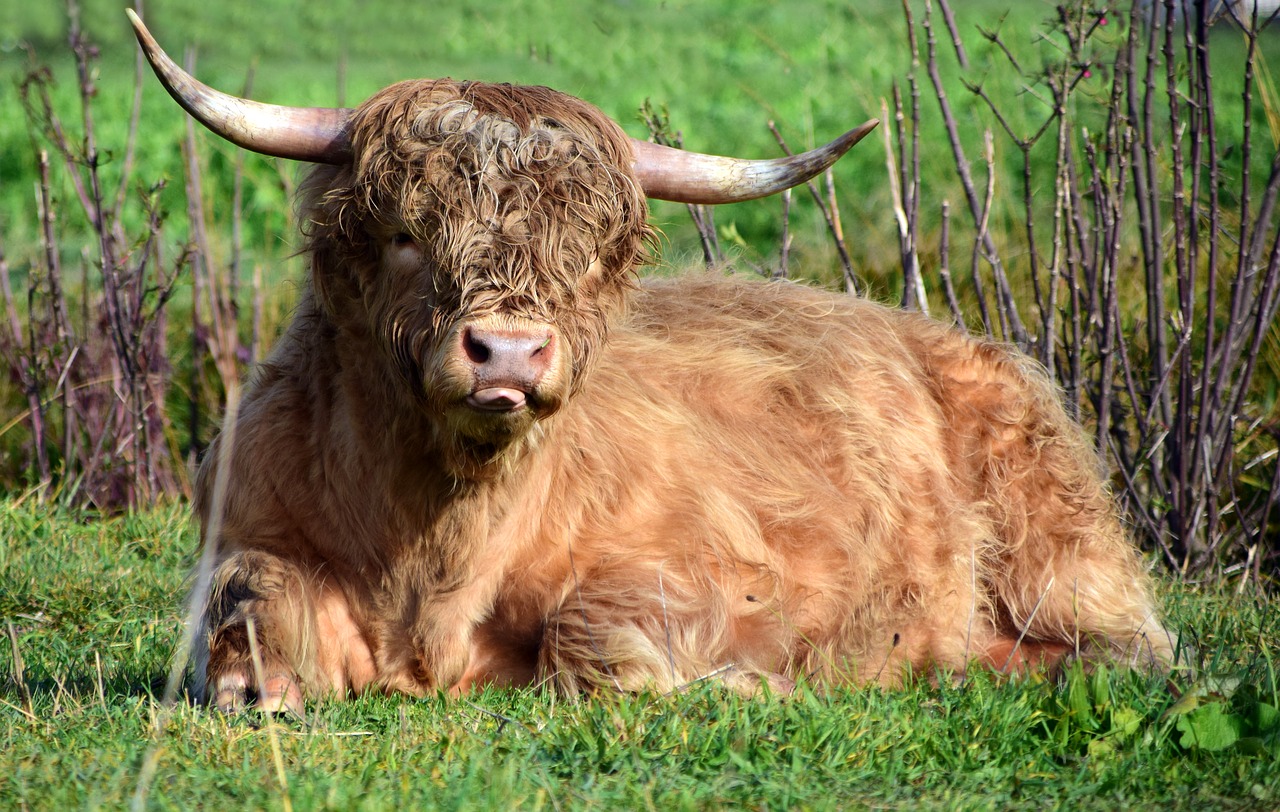 Image - beef bull pasture agriculture