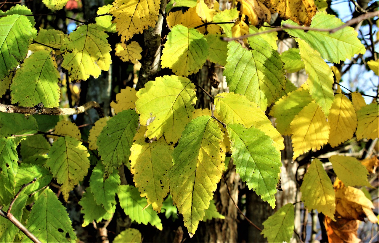 Image - autumn yellow leaves leaf