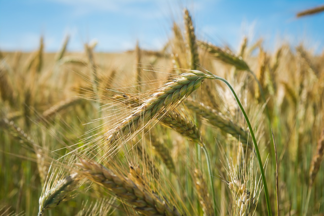 Image - field spikes nature wheat cereals