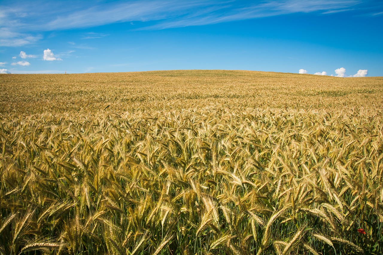 Image - field spikes nature wheat cereals