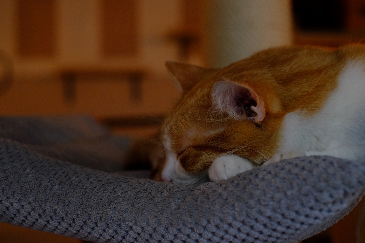 Image - animals adorable bed cat closeup