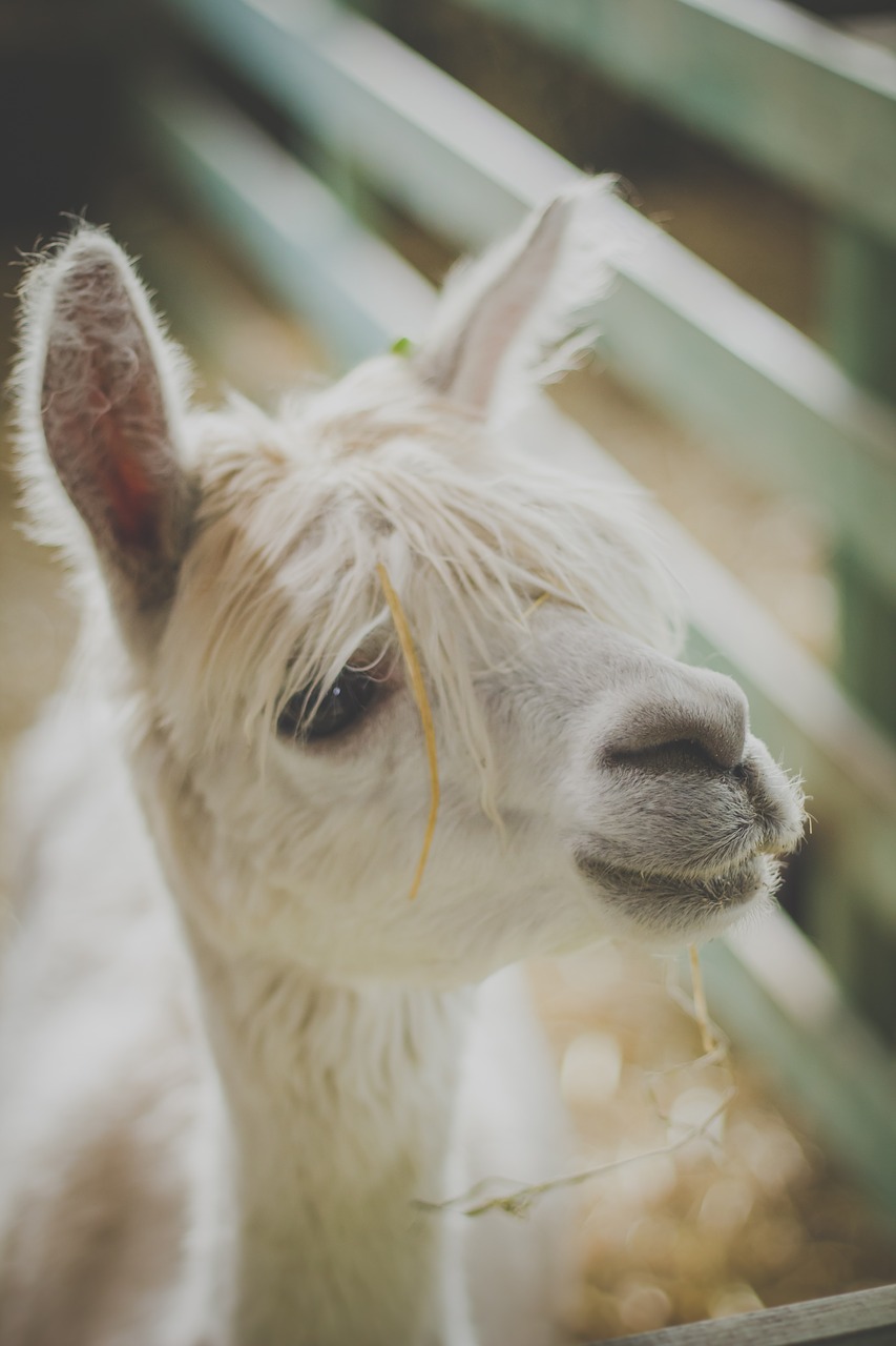 Image - animals alpaca breeding camelid