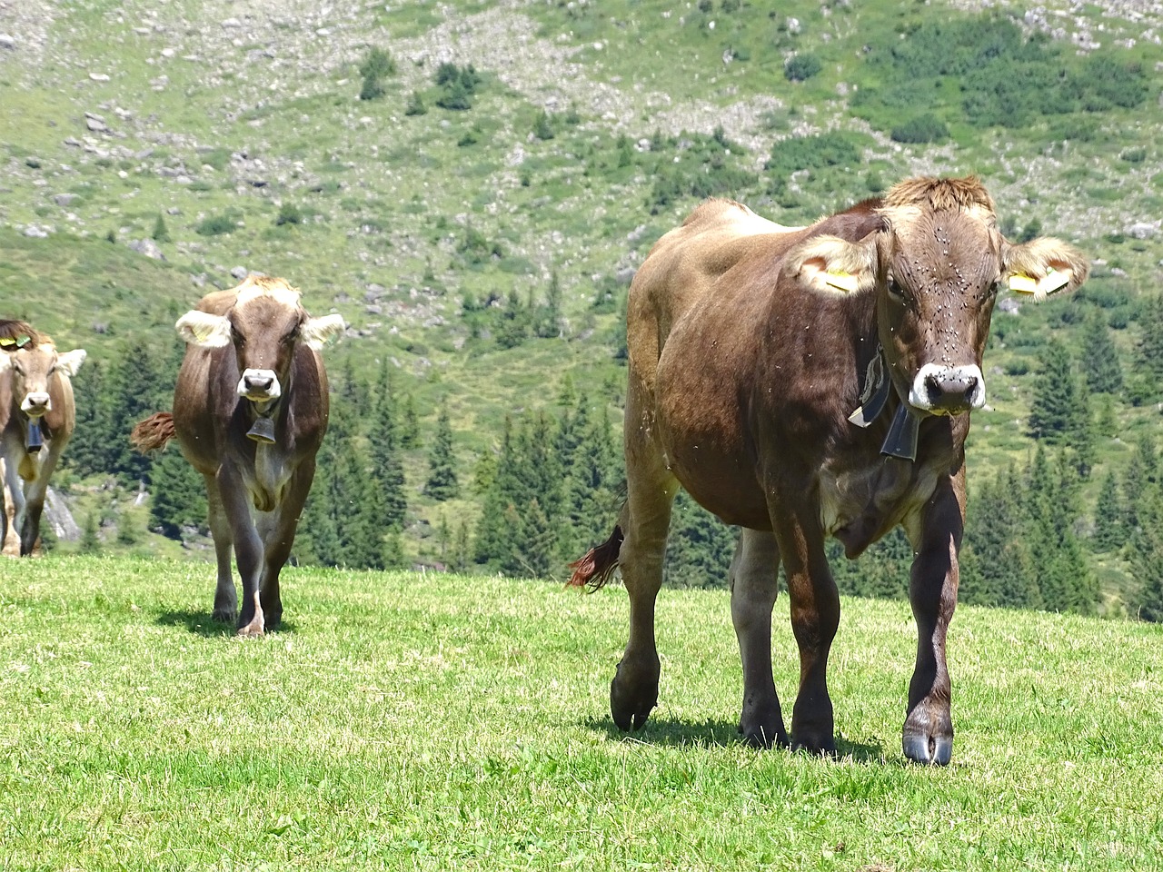 Image - cows cattle alp nature meadow alm