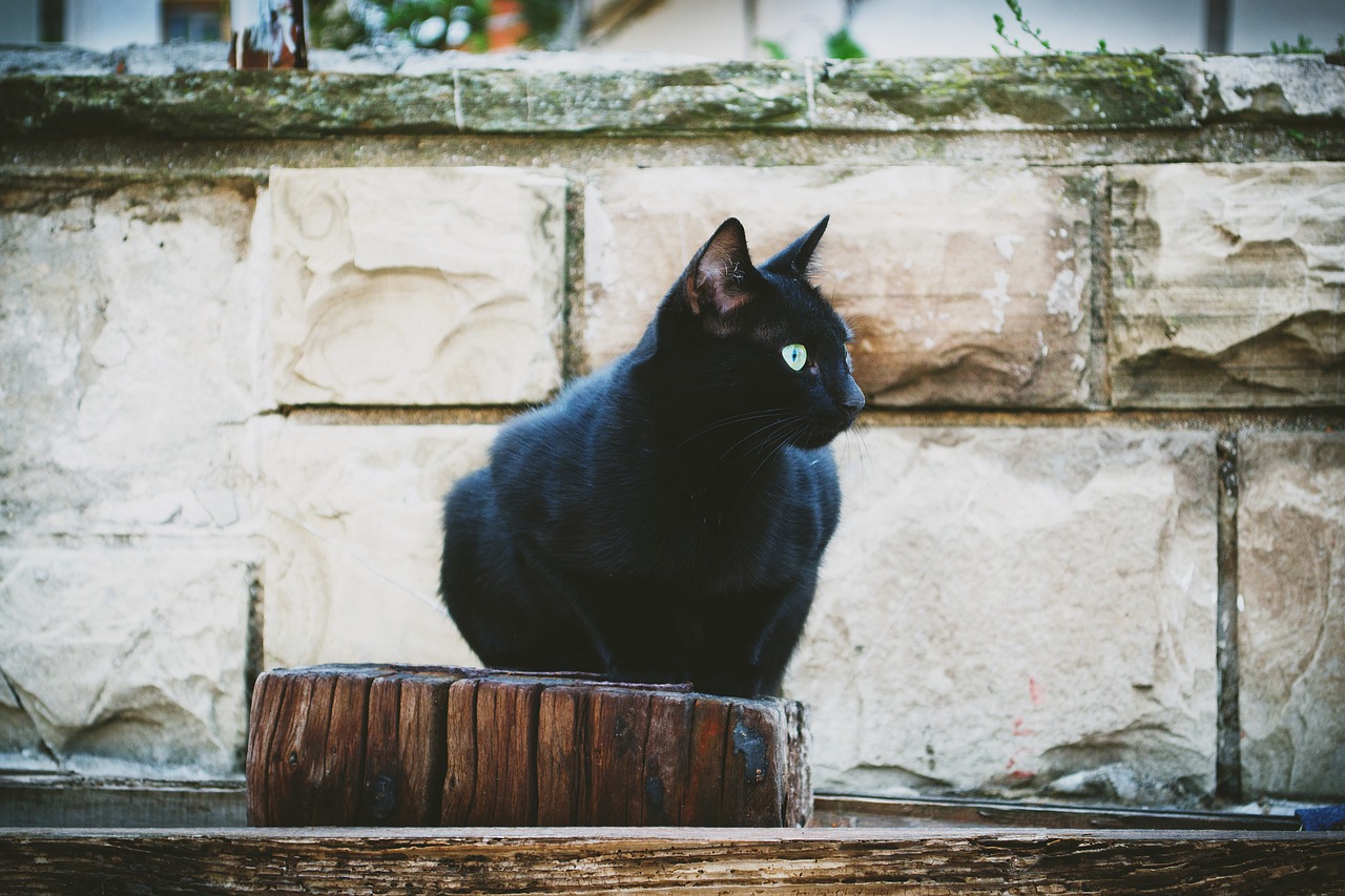 Image - animals black black sea bulgaria