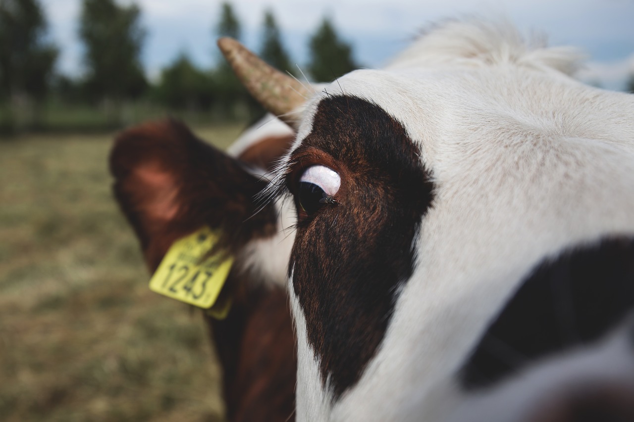 Image - animals breeding brown closeup cow