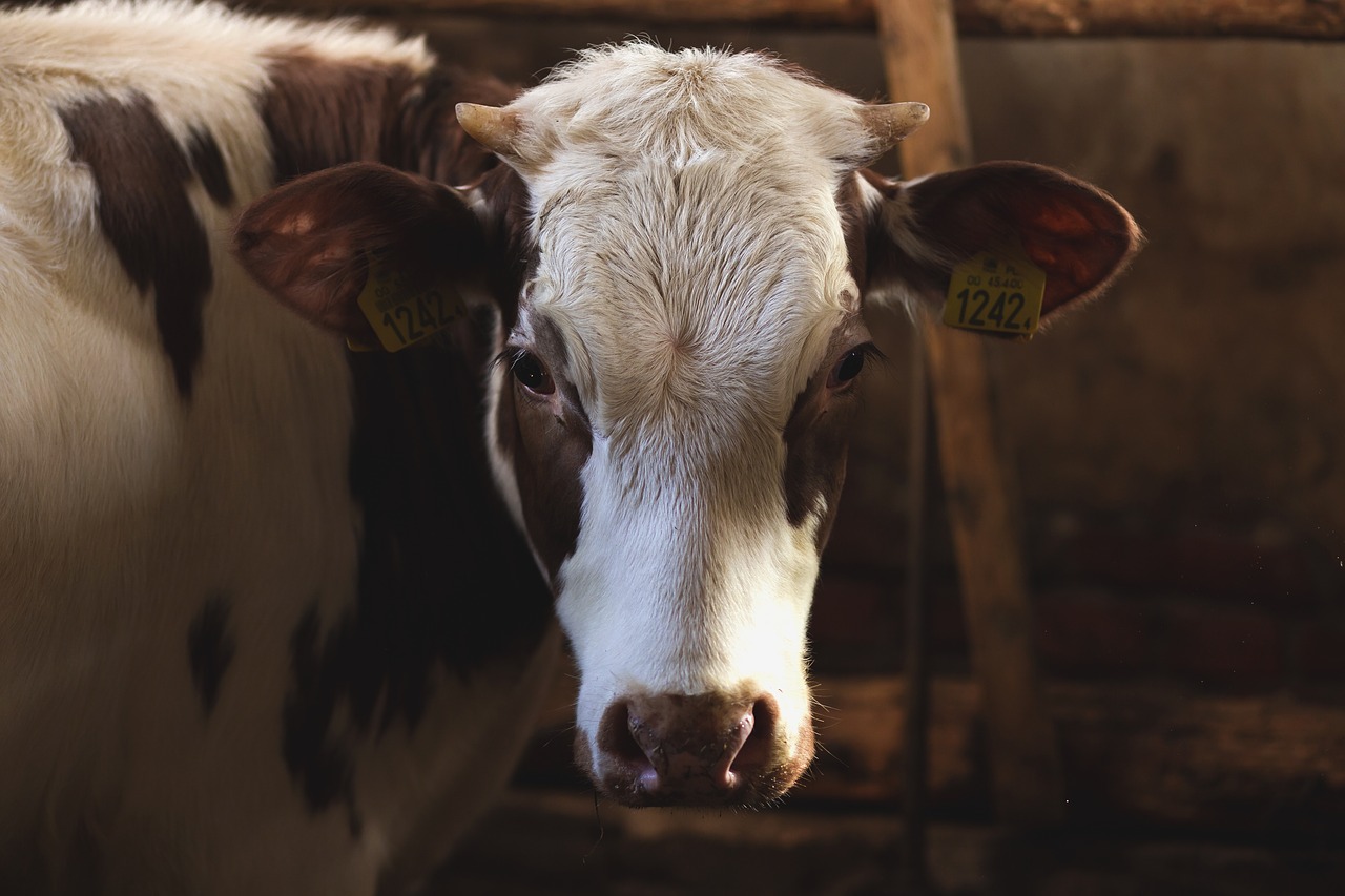 Image - animals brown cattle close up cow