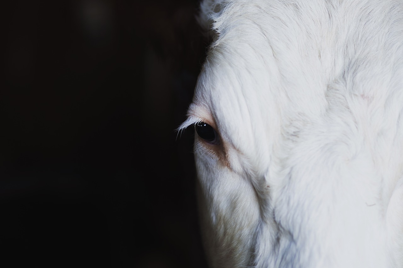 Image - animals cattle closeup cow dairy