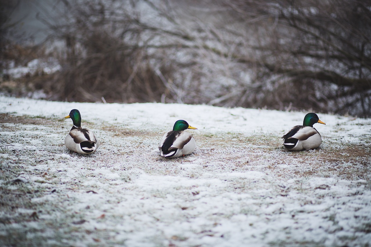 Image - animals december duck ducks frost