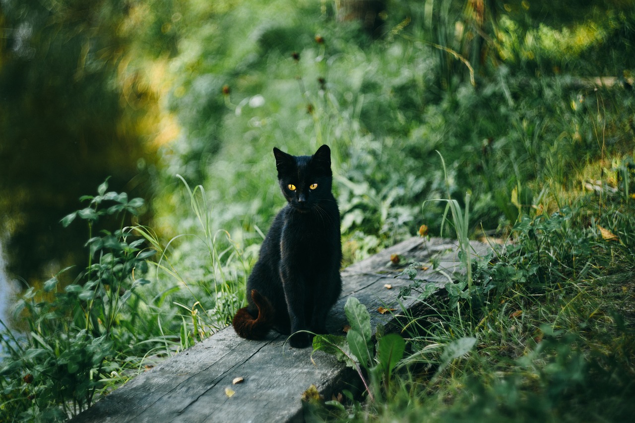 Image - animals nature black cat eyes