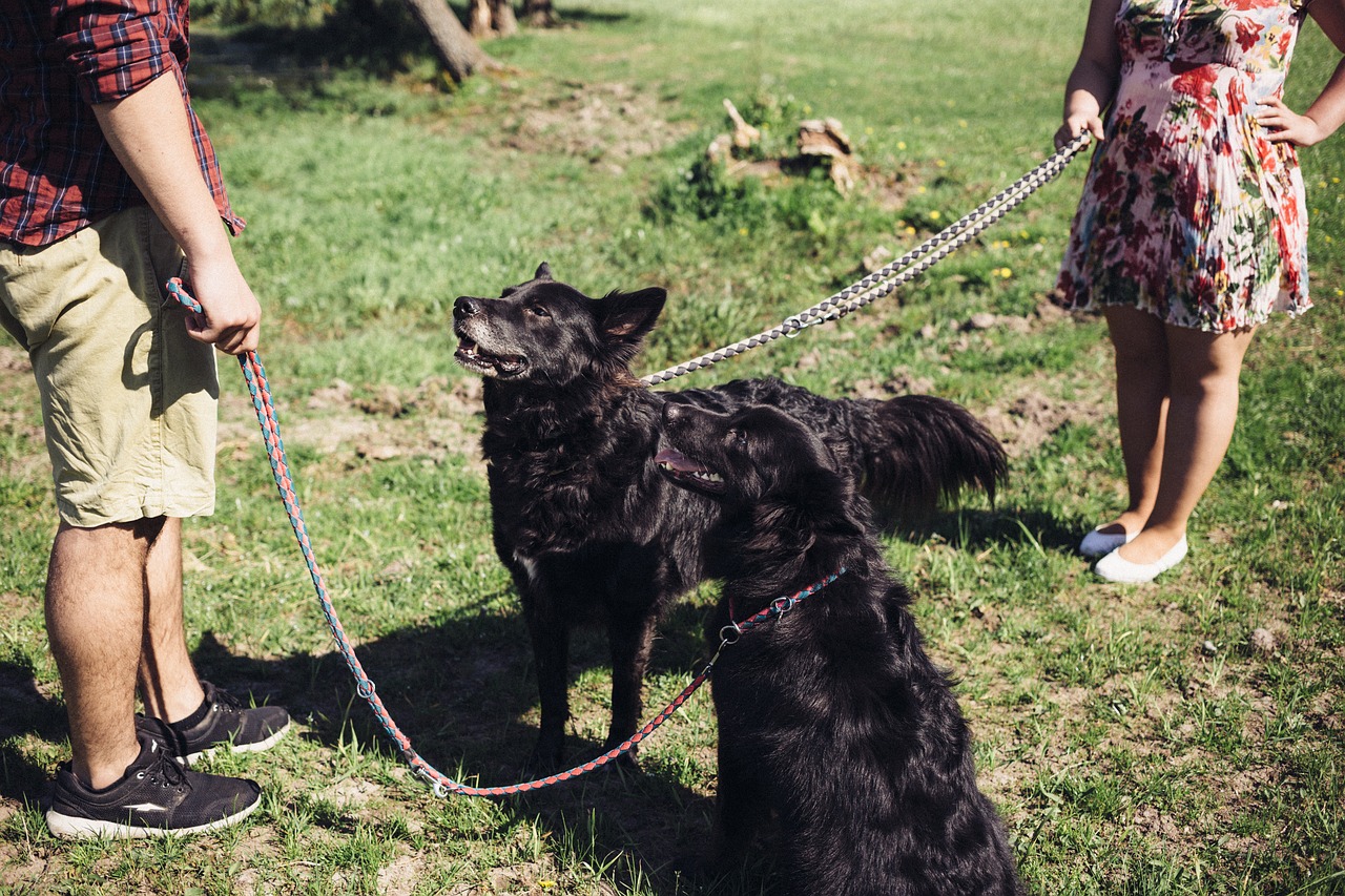 Image - animals people breed brown canine