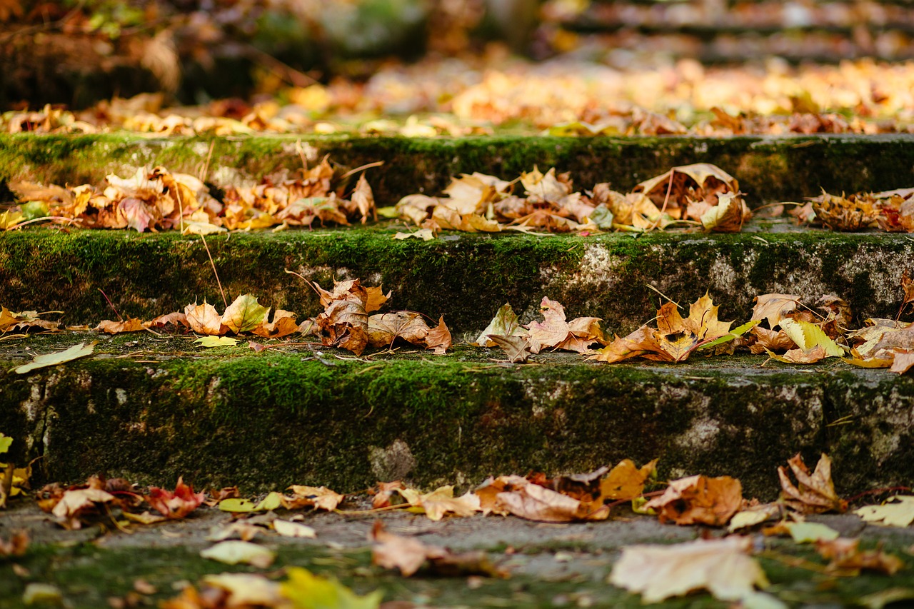 Image - city architecture nature autumn