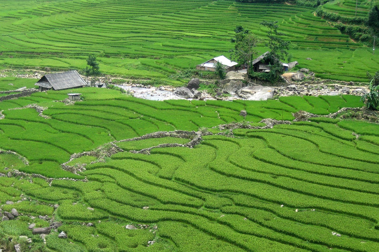 Image - travel vietnam sapa rice field