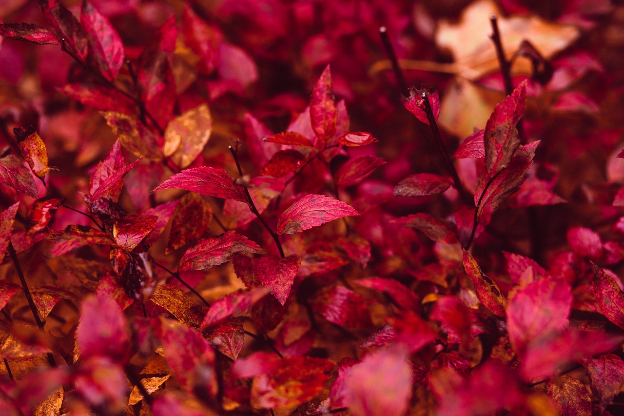 Image - nature abstract autumn background